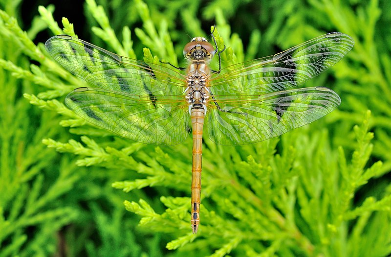 File:Sympetrum fonscolombii qtl1.jpg