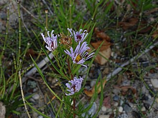 <i>Symphyotrichum robynsianum</i> A flowering plant in the family Asteraceae native to northeastern North America