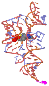 A 3D representation of the TPP riboswitch with thiamine bound TPP riboswitch pdb-2hoj.png