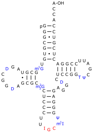 TRNA-Ala yeast.svg