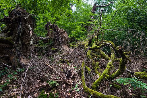 Tangled tree roots Neroberg