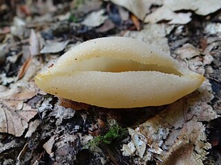 <i>Tarzetta catinus</i> Species of fungus