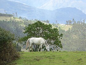 Image illustrative de l’article Cheval en Équateur