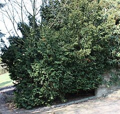 Taxus m.jpg