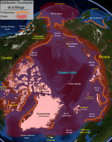 Circumpolar distribution of beluga populations showing the main subpopulations Territorio Beluga.png