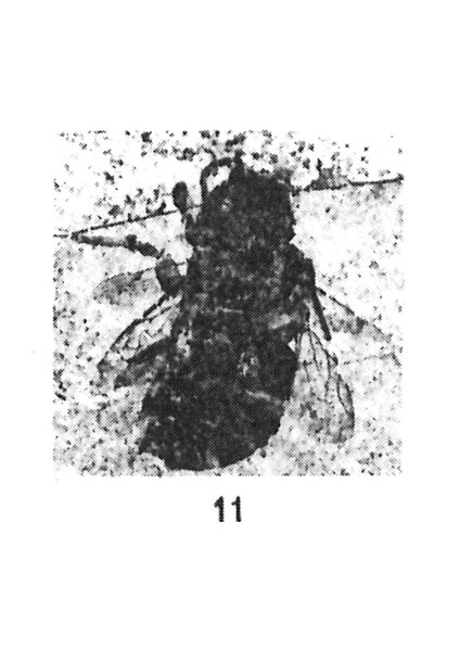 File:Tetralonia berlandi mâle 1937 N. Th. Holotype éch. C31 x2,5 p. 131 Les Fumades Pl. II Insectes du Sannoisien du Gard.pdf