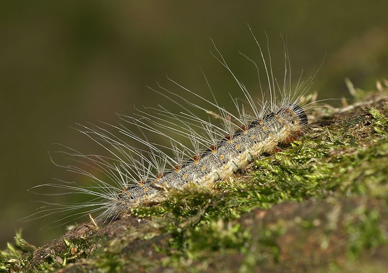 File:Thaumatopoeia.processionea.caterpillar.jpg