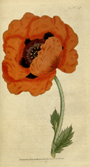 plate 57 Papaver orientale Eastern Poppy