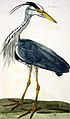 The Heron, gravure de Peter Mazell (1766) d'après une peinture de Peter Paillou