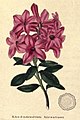 The botanic garden (Plate 16) - Rhododendron hirsutum.jpg