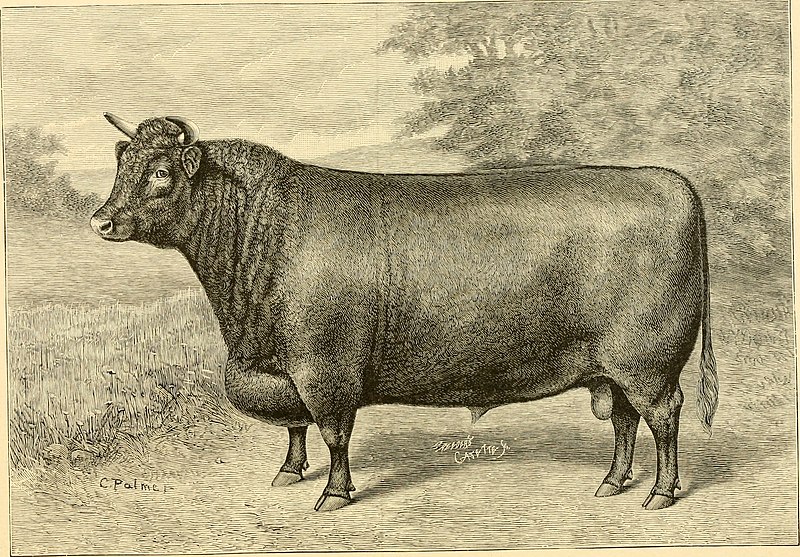 File:The breeds of live stock, and the principles of heredity (1887) (14781251845).jpg