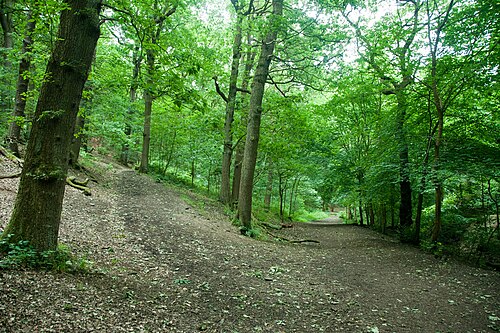 The woods in Northcliffe Park Shipley.jpg