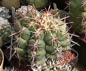 Thelocactus heterochromus