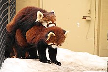 Ailurus Fulgens Wikipedia