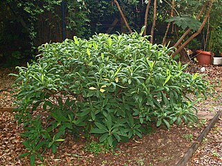 <i>Edgeworthia chrysantha</i> species of plant