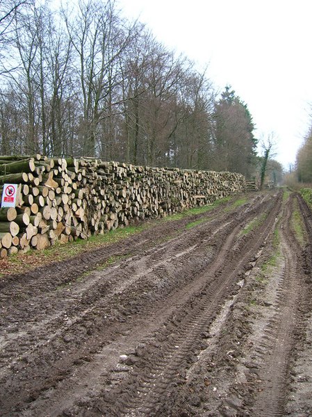 File:Timber Stacks, Stubbs Copse - geograph.org.uk - 341731.jpg