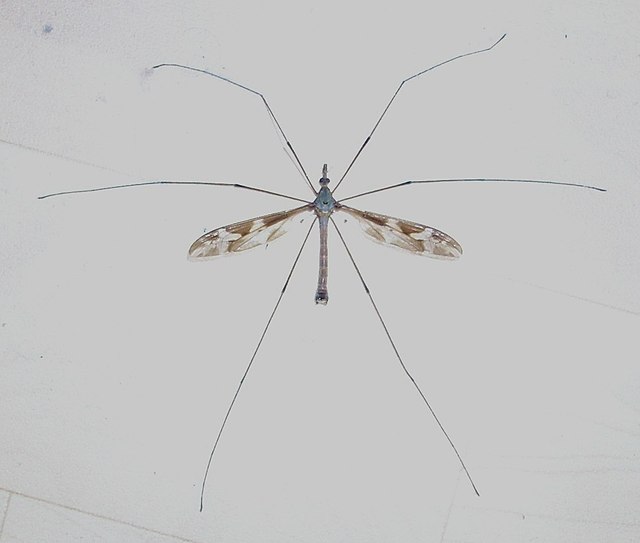 Как выглядят и чем опасны самые опасные комары на планете (род Anopheles)