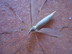 Cabbage Schnake (Tipula oleracea)