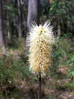 <i>Xanthorrhoea macronema</i> Species of flowering plant