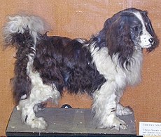 Toytrawlerspaniel.jpg