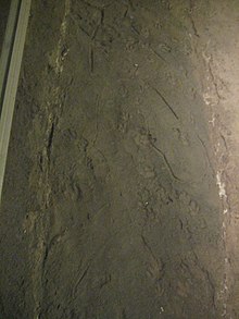 48-million-year-old bird and mammal footprints from the Early Eocene Green River Formation Track of Footprints of Many Mammals and Birds.jpg