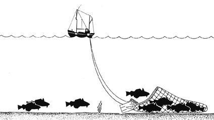 Trawl Fishing Depiction Trawling Drawing new.png