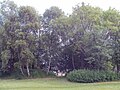 Trees at West Derby Street 09 June 2013