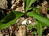 Trillium catesbaei.jpg