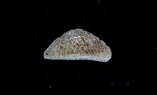 Profile view of shell of Trimusculus reticulatus Trimusculus reticulatus 3.jpg