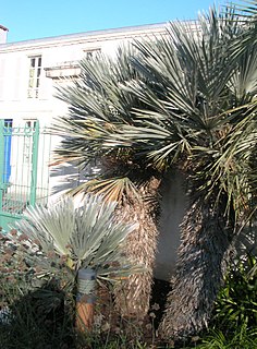 <i>Trithrinax</i> Genus of palms