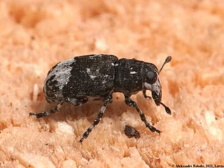 <i>Tropideres</i> Genus of beetles