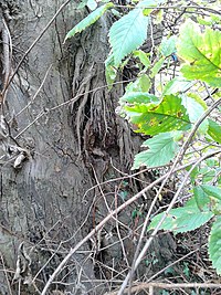 Hybrid elm cultivar with aerial roots, Edinburgh Ulmus (unknown cultivar). Royal Terrace, Edinburgh (5).jpg