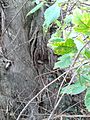 Aerial roots, hybrid elm cultivar