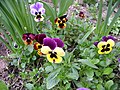 Pansies in a garden displaying foliage, markings, and buds
