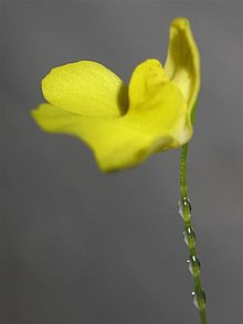 Utricularia flaccida.jpg