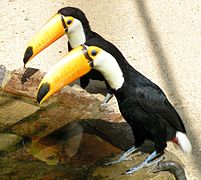 Deux toucans toco, l'emblème du parc