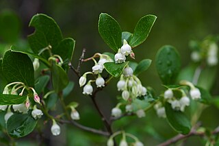 <i>Vaccinium arboreum</i>