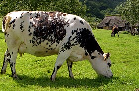 Szemléltető kép a normann cikkről