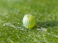 Vanessa cardui - egg 02 (HS).jpg