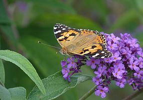 Painted Lady