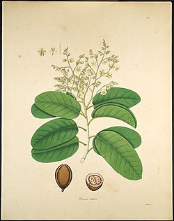 Vateria indica.jpg