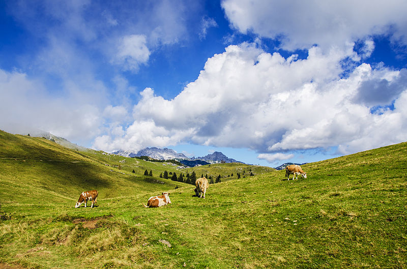 File:Velika planina 2014 (4).jpg