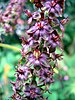 The purple-black flowers of the Veratrum nigrum plant growing from a spike raceme or branch