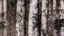 Fil:Video of ural owl (Strix Uralensis) on the lookout and hunting.webm
