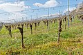 * Nomination Vineyard, Weingarten, Baden, Germany --Llez 05:17, 22 April 2021 (UTC) * Promotion  Support Good quality. --Ermell 06:20, 22 April 2021 (UTC)