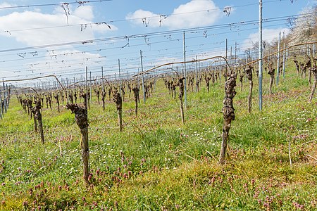 Vineyard Weingarten