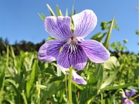 Viola langsdorffii subsp. sachalinensis