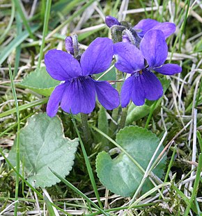 Description de l'image Viola odorata Garden 060402Aw.jpg.