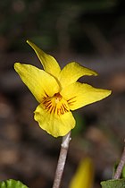 Viola sempervirens, detail