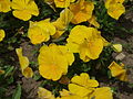 'Delta Pure Yellow' rumeni kultivar